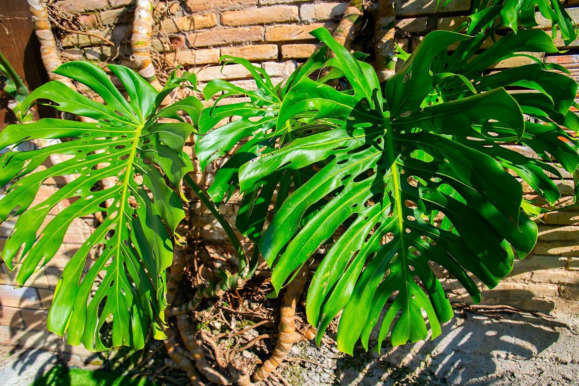 Lo Jardi De Benifallet 外观 照片
