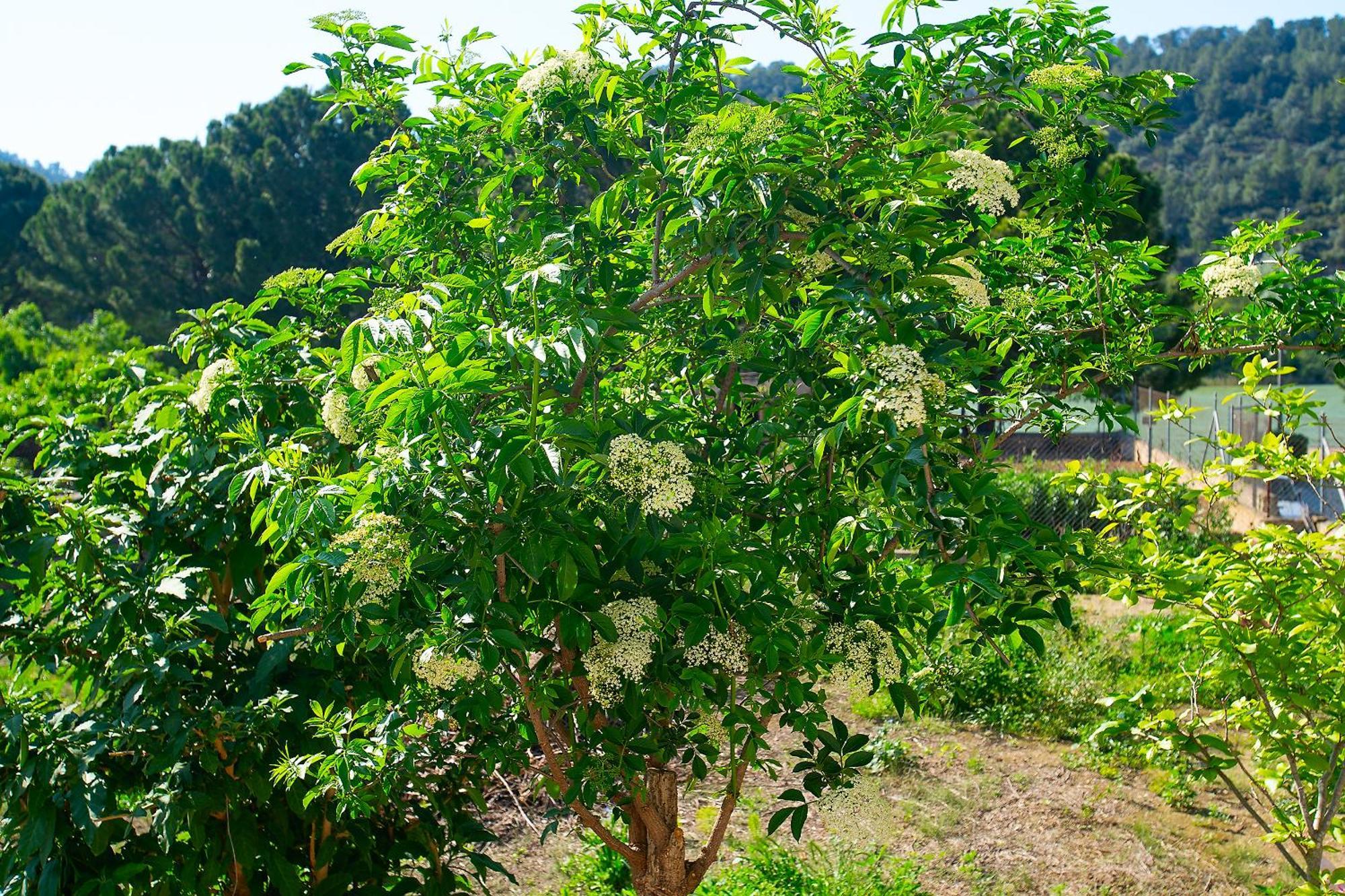Lo Jardi De Benifallet 外观 照片